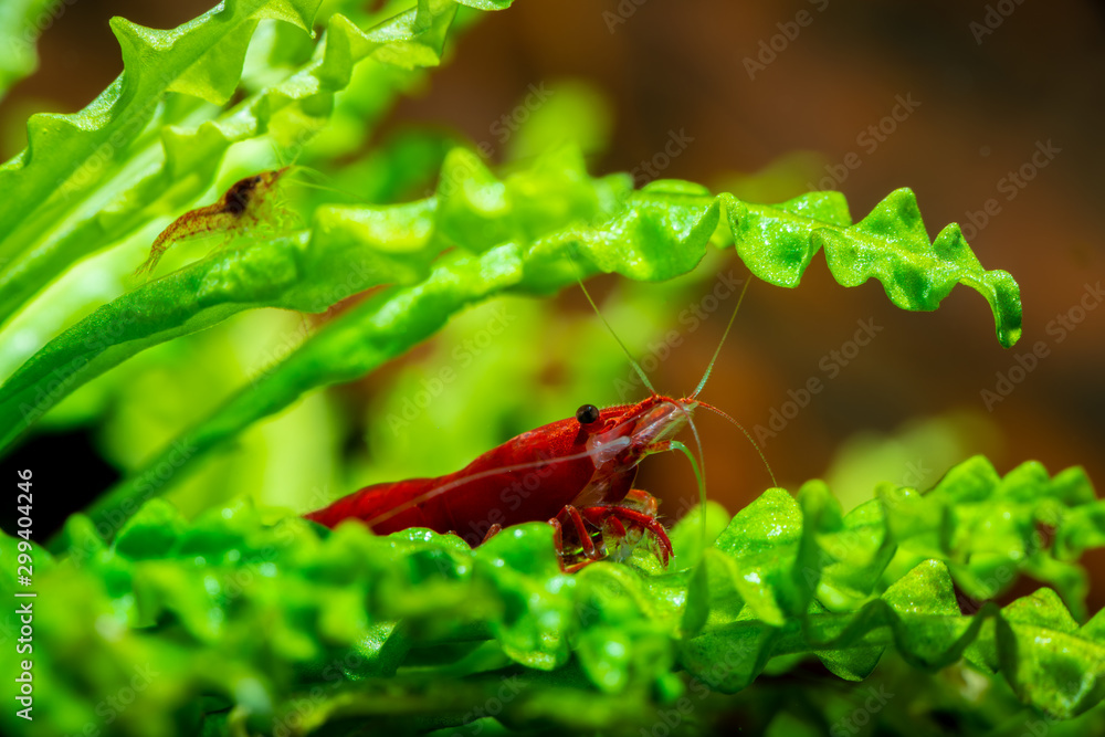 Wall mural red neocaridina shrimp fire pet aquarium freshwater nature macro