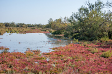 camargues