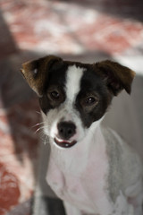  portrait of my favorite dog