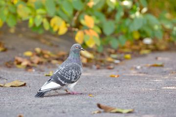 Gray dove on the road, closeup.