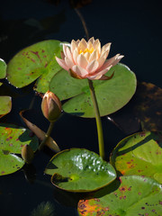 Nymphaea Clyde Ikins Lily Pad Flower