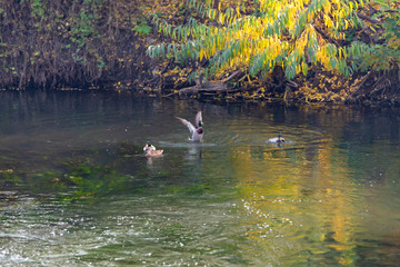 Wild ducks swim in the water on the river.