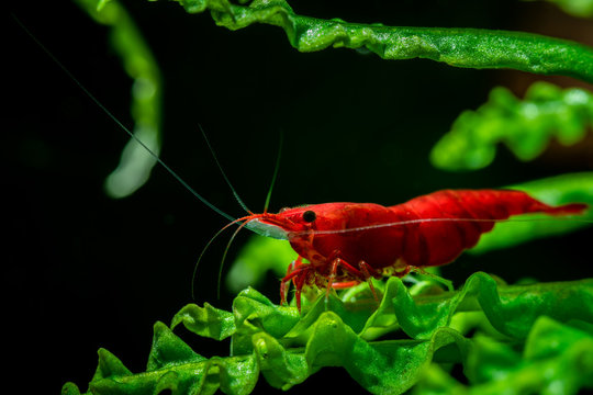 Red neocaridina shrimp fire pet aquarium freshwater nature macro