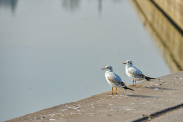 Seagulls are sitting on the pier against the background of water.