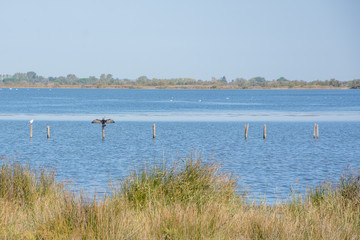camargues