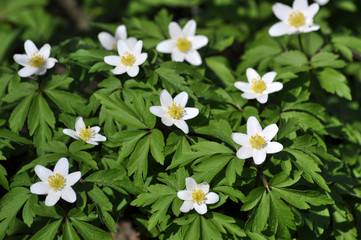 In the wild bloom early spring perennial plant Anemone nemorosa