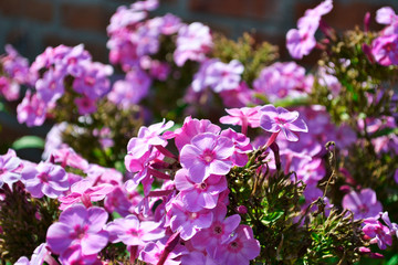 Fototapeta premium flowers in the garden