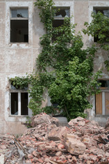 Fototapeta na wymiar abandoned places - green wall
