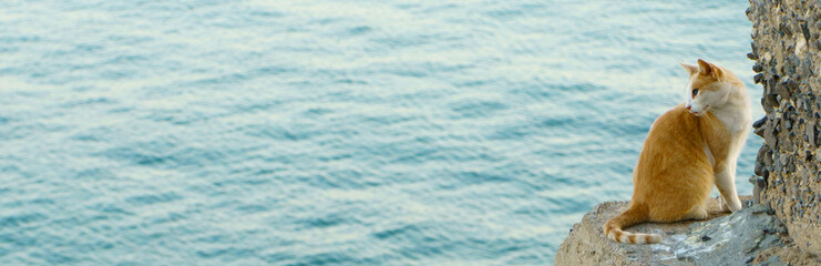 Red undomestic cat on sea background, banner format © elvirkin