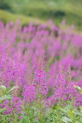 Fireweed