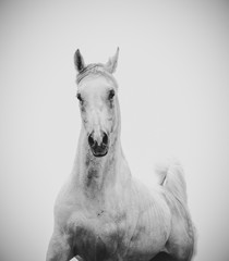 Beautiful white arabian stallion