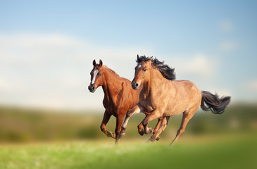 Wild horses running in the field
