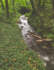 Vertical shot of a narrow ditch full of rocks in the middle of a green forest