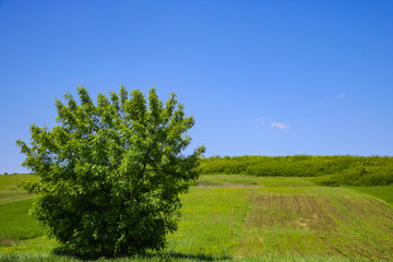 Obraz premium Lonely green tree on a background of meadow and blue sky, nature background.