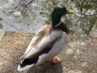 Male Mallard Duck