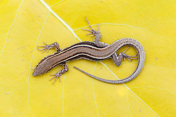 Lagartija ib√©rica, com√∫n, hisp√°nica, sobre hoja de chopo amarilla. Podarcis hispanicus.