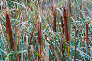 Typha latifolia. Plantas de espadaña de hoja ancha, aneas, con sus inflorescencias. 