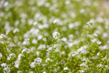 Galium odoratum, flowering herbs, field of herbs. Out of focus.