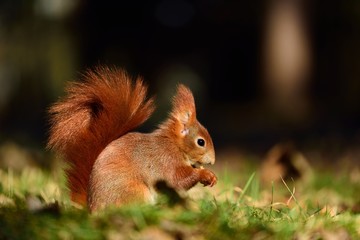 squirrel, city park