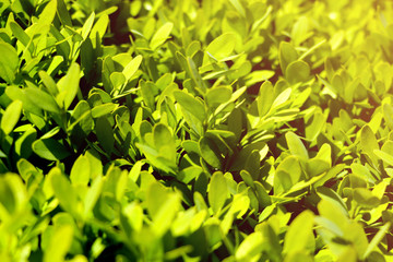 Soft bright light falls on the green leaves of bushes or trees, background.