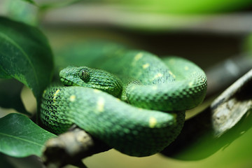 Green snake