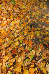 Autumn. Colorful maple fallen leaves lie on the road in the park.