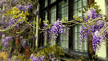 Flowering wisteria racemes, cascading over old timber framed leaded glass windows of a large Victorian house. England.