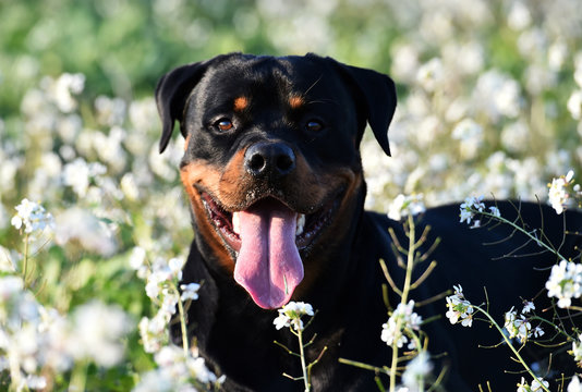 rottweiler en un campo de flores blancas