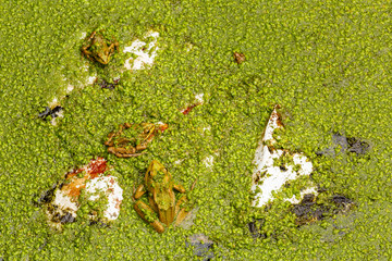 Ranas verdes comunes en una charcha entre lentejas de agua y residuos plásticos. Pelophylax perezi.