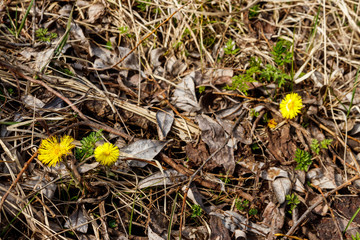 Coltsfoot flower (Tussilago farfara) on meadow