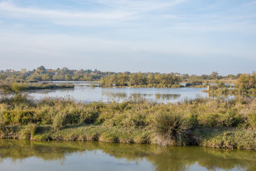 camargues