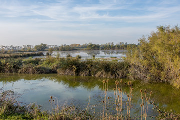 camargues