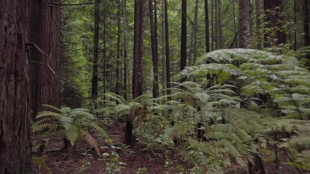 Lost deep in the forest