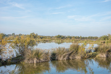 camargues