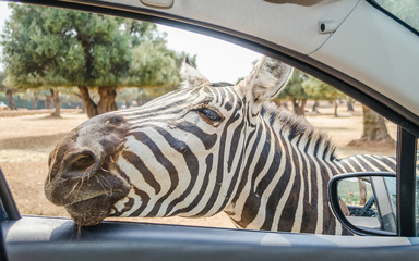 Hungry zebra waiting for food through a car window