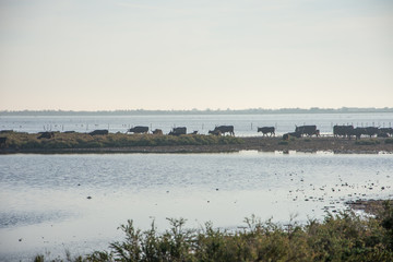 camargues