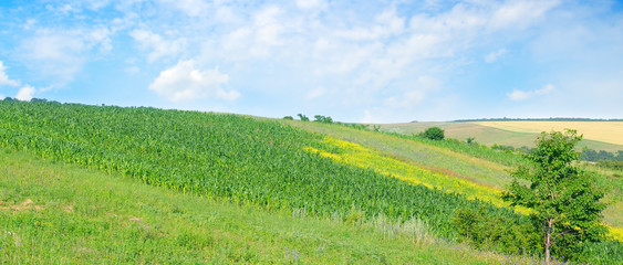 Fototapeta na wymiar Green field and blue sky. Agricultural landscape. Wide photo.