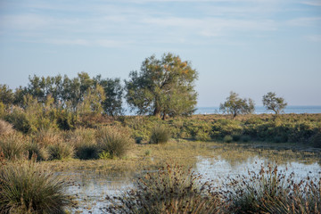 camargues
