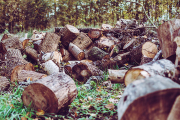 Obraz premium wood stack with green