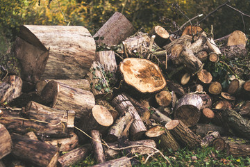 fire wood stacked in forest