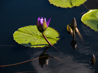 Nymphaea Director George T. Moore Waterlily