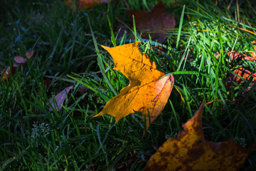 autumn leaf on gras 