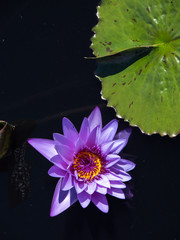 Nymphaea Director George T. Moore Waterlily