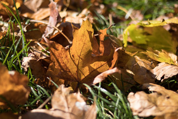 some fallen leafs in autumn