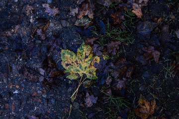 autumn leaf on the ground