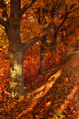 Autumn orange trees park alley