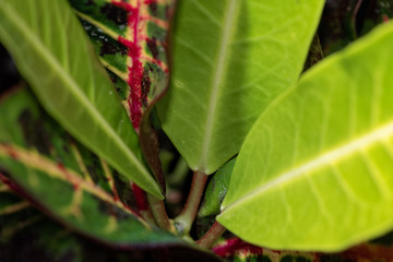 green leaf with flower