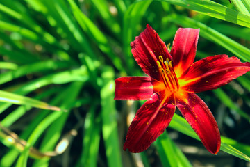 Blurred image of red lily over green leaves background. Abstract nature background. Red flower. Nature, gardening concept. 