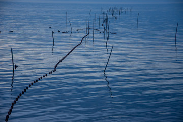 Camargues