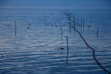 Fototapeta premium Camargues